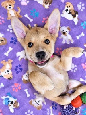 A happy puppy lying on a purple blanket with paw prints and dog illustrations.