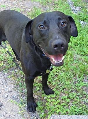 Blackie, Labrador Retriever Mix, adult, available for adoption