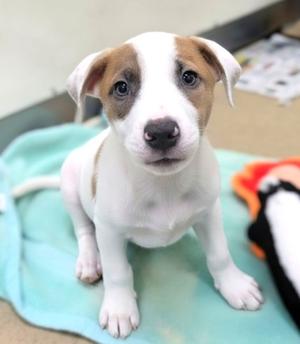 Carl, Hound Mix, puppy, available for adoption