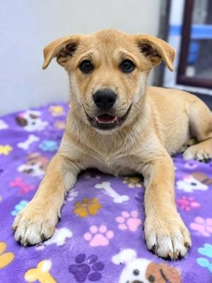 Whitney, Great Pyrenees Mix, puppy, available for adoption