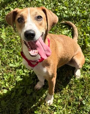 London, Golden Retriever and Hound, young, available for adoption