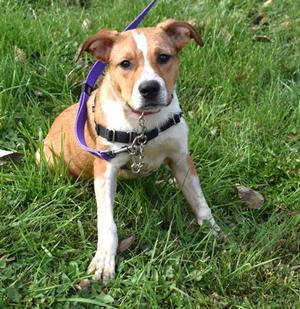 Root Beer, Terrier Mix, young, available for adoption