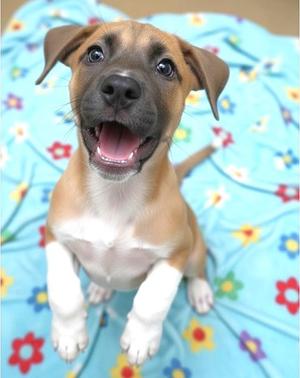Cammie, Hound Mix, puppy, available for adoption