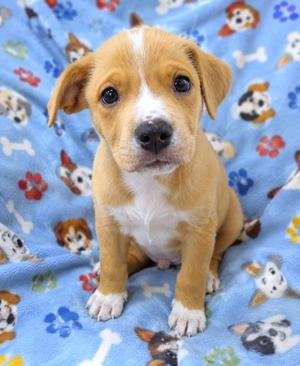 A cute puppy with a brown and white coat sitting on a blue blanket with dog patterns.