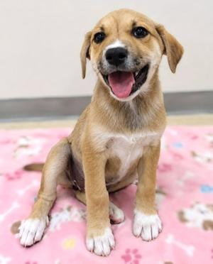 A happy brown puppy sitting on a pink blanket with white paw prints.