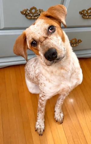Bambi (61664985), Labrador Retriever Mix, young, available for adoption