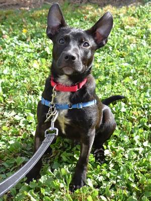 Jarrod, Terrier Mix, young, available for adoption