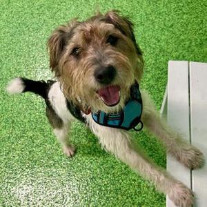 Harris, Parson Russell Terrier / Mixed Breed, adult, available for adoption