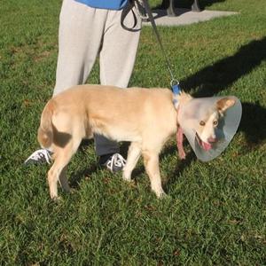 Hobbit, Golden Retriever / Mixed Breed, young, available for adoption