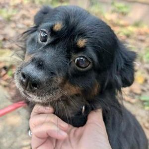 Cherish, Shetland Sheepdog / Sheltie / Mixed Breed, adult, available for adoption