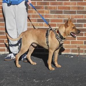 Cozmo+, Mixed Breed, young, available for adoption