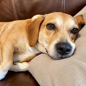 Dani, Beagle / Mixed Breed, adult, available for adoption