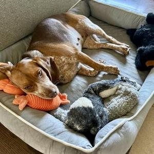 Caitlin, Beagle / Mixed Breed, adult, available for adoption