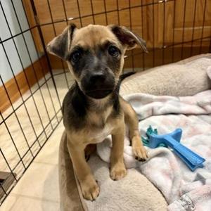 Curry, Chihuahua / Mixed Breed, puppy, available for adoption