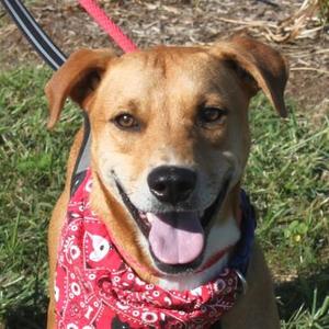 Bama, Mixed Breed, young, available for adoption
