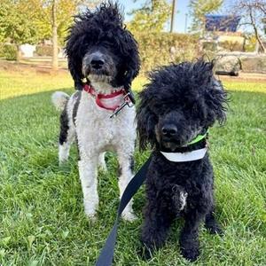 Hardy (Bonded with Laurel), Poodle / Mixed Breed, young, available for adoption