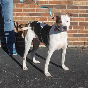 Hugo, Hound / Mixed Breed, adult, available for adoption