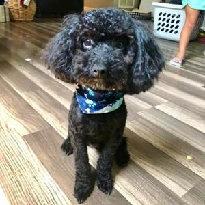 Brigsby (Bonded with Lil Oscar), Poodle / Mixed Breed, adult, available for adoption