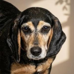 Gretl+, Beagle / Mixed Breed, adult, available for adoption