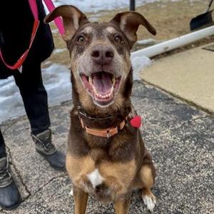 Donna, Doberman Pinscher / Mixed Breed, senior, available for adoption