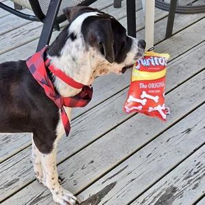 Frito, Mixed Breed, young, available for adoption