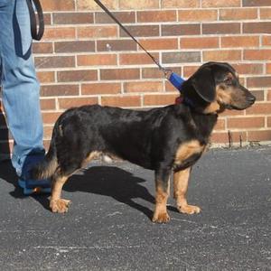Harley, Dachshund / Mixed Breed, young, available for adoption