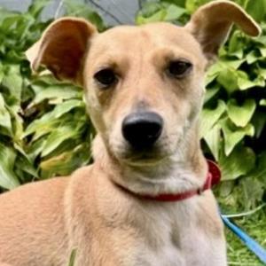 Collin, Mixed Breed, young, available for adoption