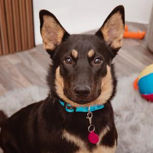 Apricot, Rottweiler / Mixed Breed, young, available for adoption