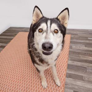 A husky dog standing on a patterned mat, looking directly at the camera.