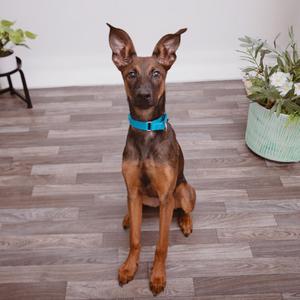 A brown and black dog with pointed ears wearing a blue collar, sitting on a wooden floor.
