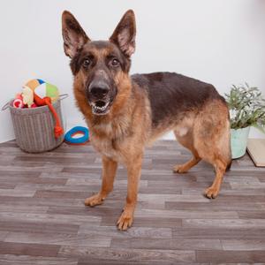 German Shepherd dog standing on a wooden floor