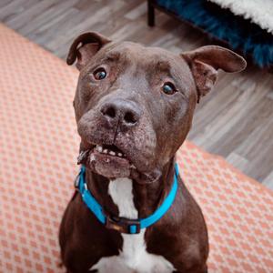 Malleus, Pit Bull Terrier / Mixed Breed, senior, available for adoption