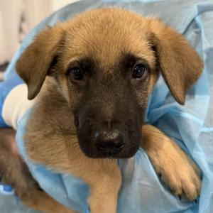 Fogo, Shepherd / Husky, puppy, available for adoption
