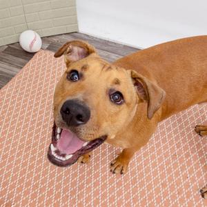 A brown dog with a black nose and big eyes is lying on a patterned mat, looking up with its mouth open and tongue out.