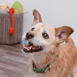 A happy dog with a green collar is holding a blue and white toy in its mouth. The dog is looking up with its ears perked and its tongue out. In the background, there is a basket with a green ball and an orange rope toy.