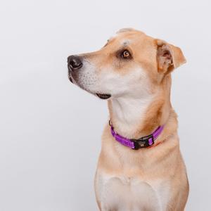 A light brown dog wearing a purple collar, looking to the side against a white background.