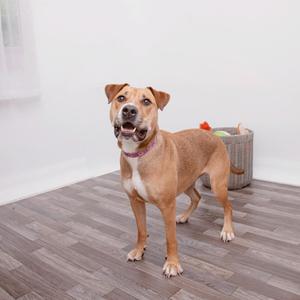 A brown and white dog standing on a wooden floor, wearing a pink collar, with a toy in the background.