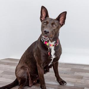 A brown dog with a white chest and a colorful collar sitting on a wooden floor.