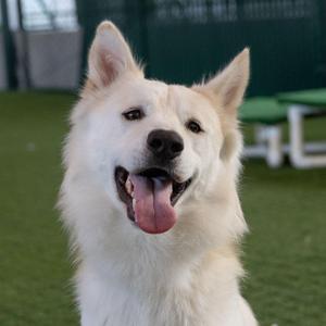 Curacao, Samoyed / Siberian Husky, adult, available for adoption