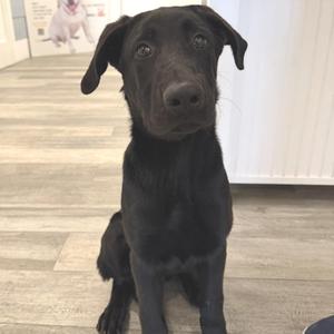 Kane, Labrador Retriever / Mixed Breed, young, available for adoption