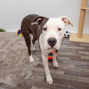 A brown and white dog standing on a wooden floor, looking directly at the camera. The dog has a white face and chest with brown patches on its body. In the background, there is a cat tree and some toys, including a soccer ball.