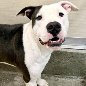 Hercules, Pit Bull Terrier / Mixed Breed, adult, available for adoption