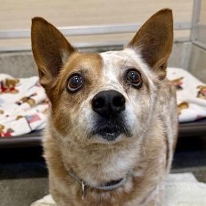 Julianne, Australian Cattle Dog / Blue Heeler / Mixed Breed, senior, available for adoption