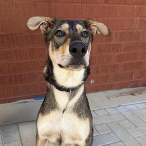 Garibaldi, Husky / Mixed Breed, young, available for adoption