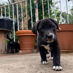 Lizzie McGuire, Labrador Retriever / Mixed Breed, young, available for adoption