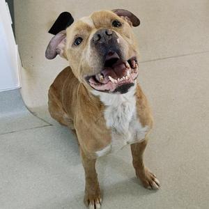 A brown and white dog with floppy ears and a wide, happy smile, sitting on a light-colored floor.