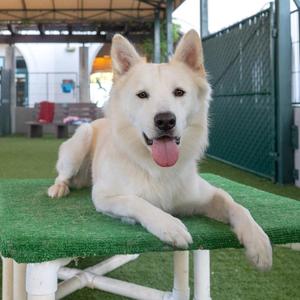 Colin, Samoyed / Siberian Husky, adult, available for adoption