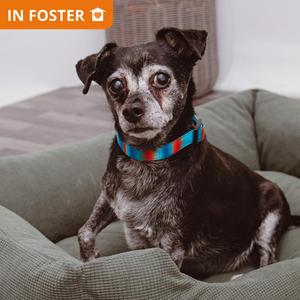 Baxter, Rat Terrier / Mixed Breed, senior, available for adoption