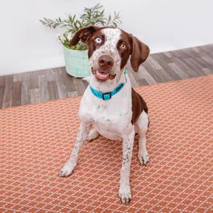 A brown and white dog with a blue collar sitting on a patterned orange rug.