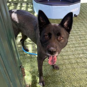 Miss Honey, German Shepherd Dog / Chow Chow, adult, available for adoption